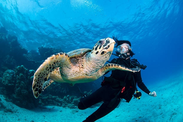 Scuba Diving – Explore the Underwater World of the Mediterranean